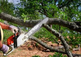 Best Tree Removal Services  in Jenkintown, PA